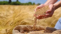 حمایت ویژه از زارعان آذربایجان‌غربی: ۳۰ درصد ارزش گندم، تسهیلات آنی در کیف پول الکترونیکی